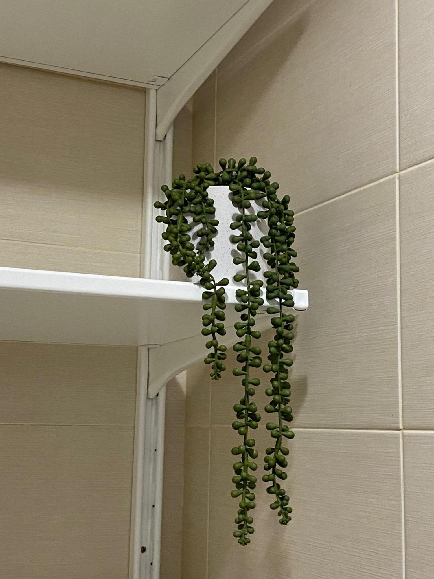 Appartement Carvajal *